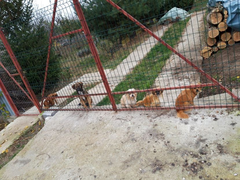  - Animalele din curtea mea 2019