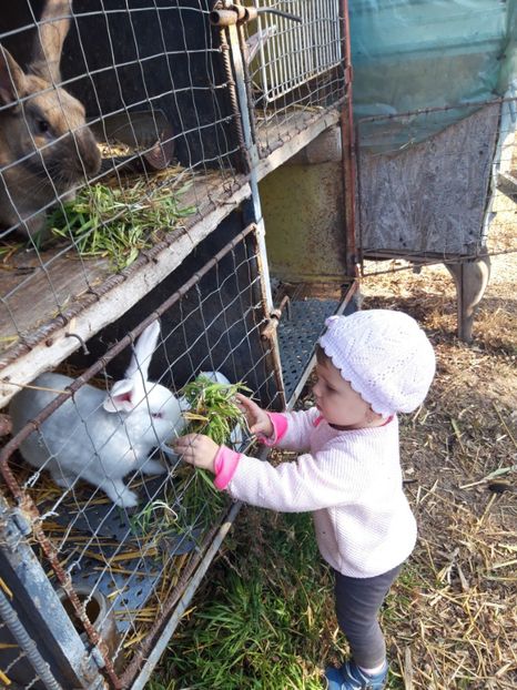  - Animalele din curtea mea 2019