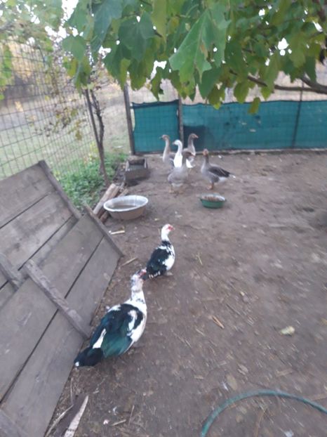  - Animalele din curtea mea 2019