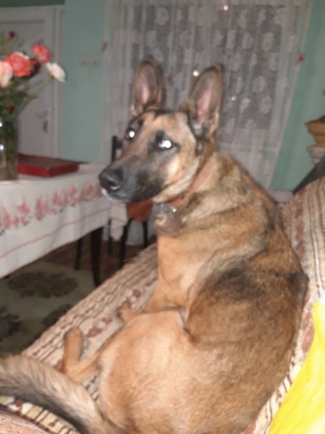  - Animalele din curtea mea 2019