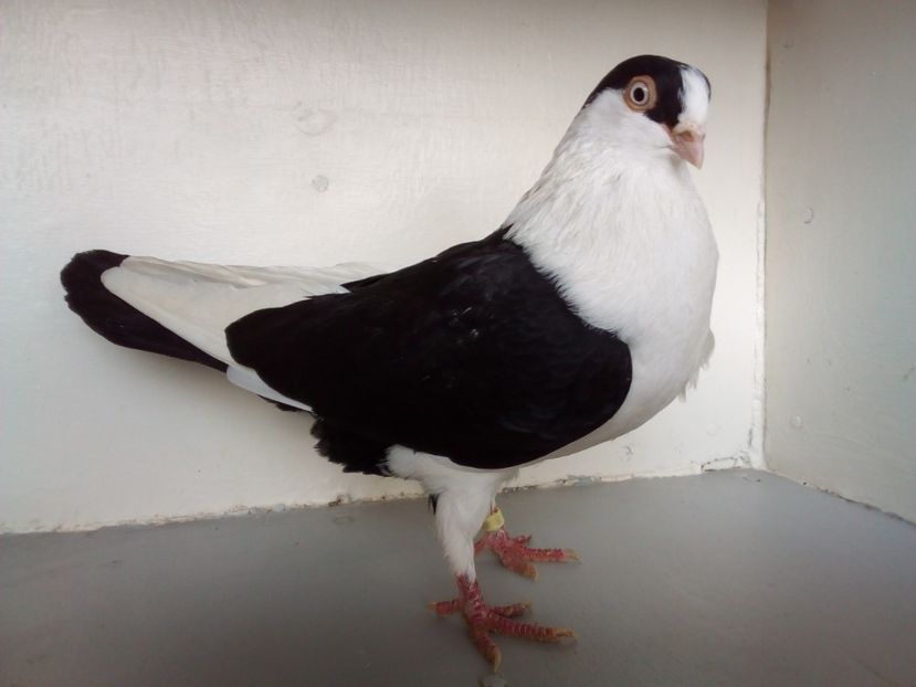  - PORUMBEI CARE MI AU APARTINUT