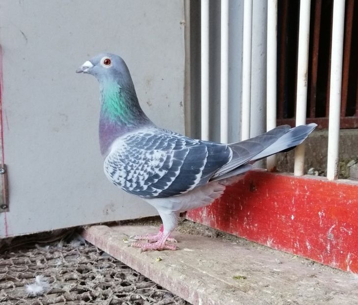 Semi-sora Miss Olimpiade - Petrache Florin - Pui-Frati cu top national