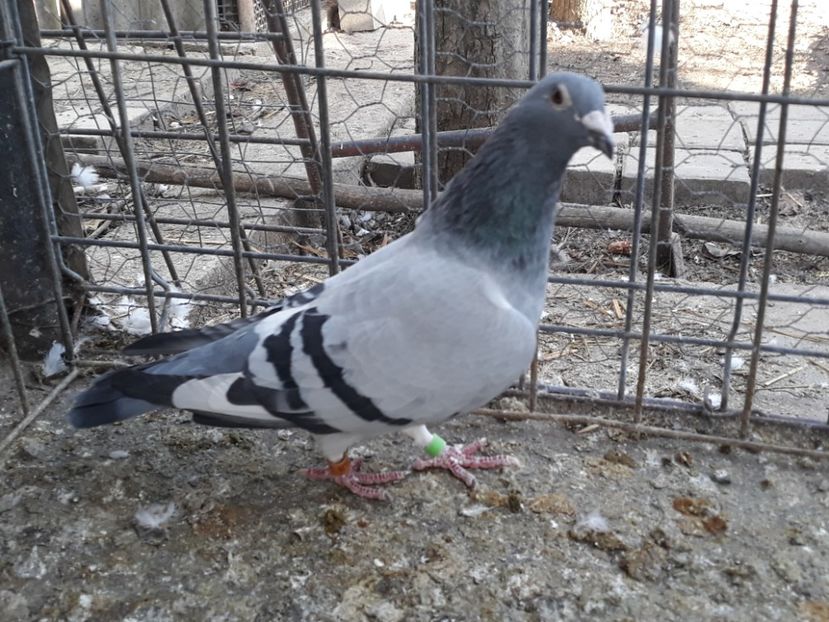  - PORUMBEI DUMITRACHE MARIAN