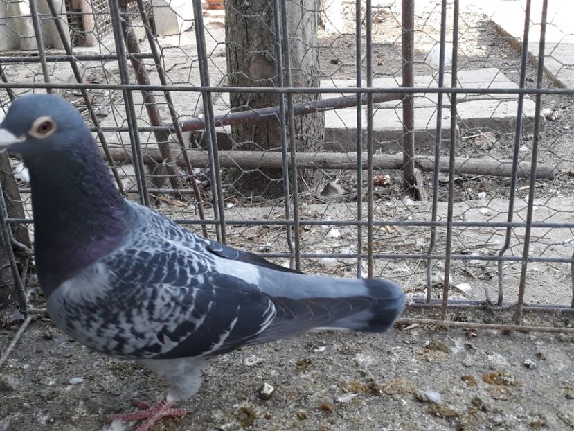  - PORUMBEI DUMITRACHE MARIAN