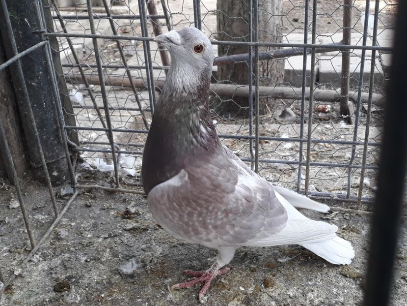  - PORUMBEI DUMITRACHE MARIAN
