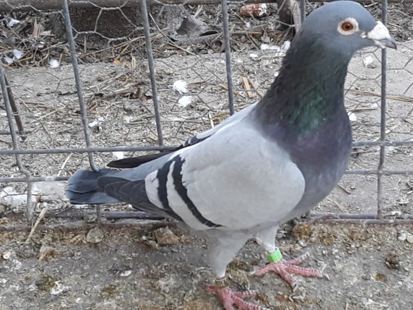  - PORUMBEI DUMITRACHE MARIAN