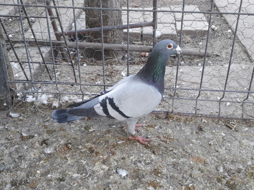  - PORUMBEI DUMITRACHE MARIAN