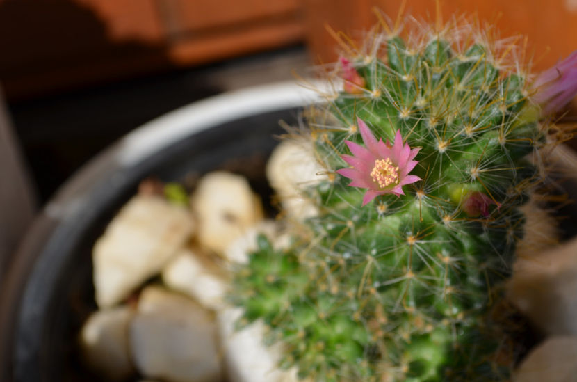  - suculente si cactusi