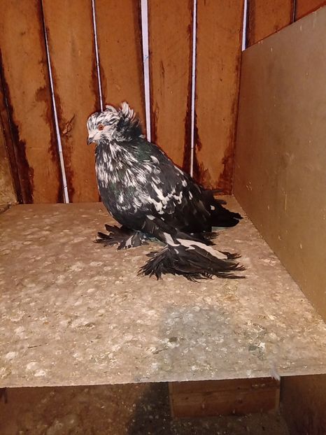  - Matca Uriasi maghiari 2019