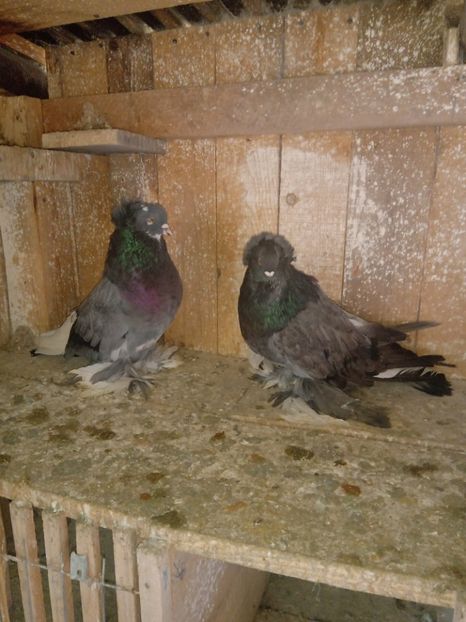  - Matca Uriasi maghiari 2019