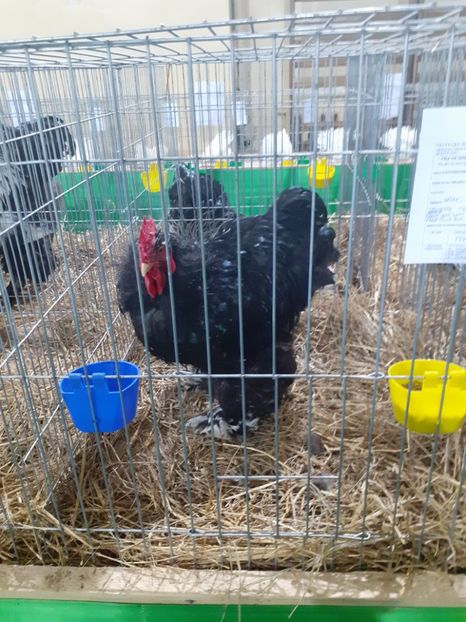  - 09 EXPOZITIA JUDETEANA GORJ 2020 -editia 5