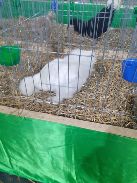 - 09 EXPOZITIA JUDETEANA GORJ 2020 -editia 5