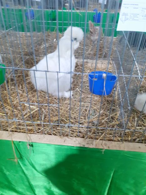  - 09 EXPOZITIA JUDETEANA GORJ 2020 -editia 5