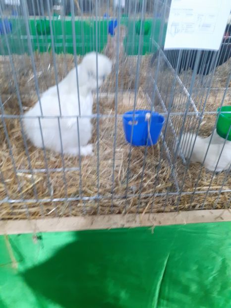  - 09 EXPOZITIA JUDETEANA GORJ 2020 -editia 5