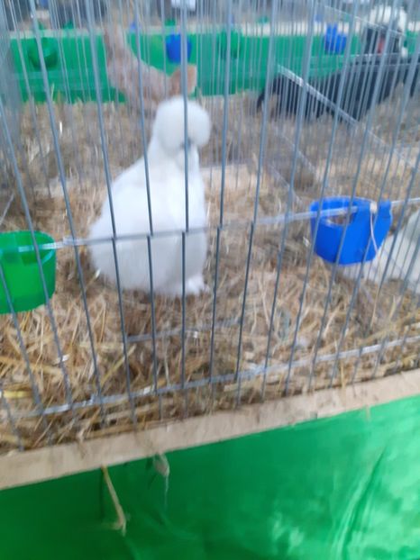  - 09 EXPOZITIA JUDETEANA GORJ 2020 -editia 5