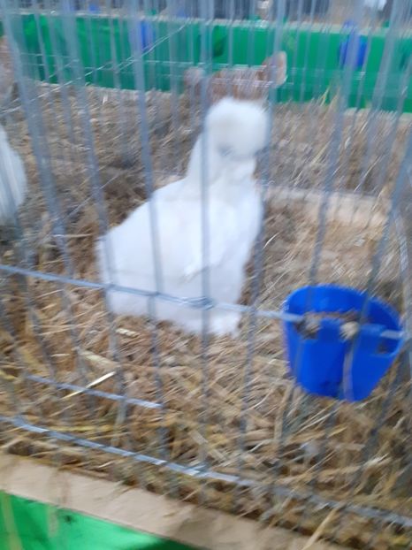  - 09 EXPOZITIA JUDETEANA GORJ 2020 -editia 5
