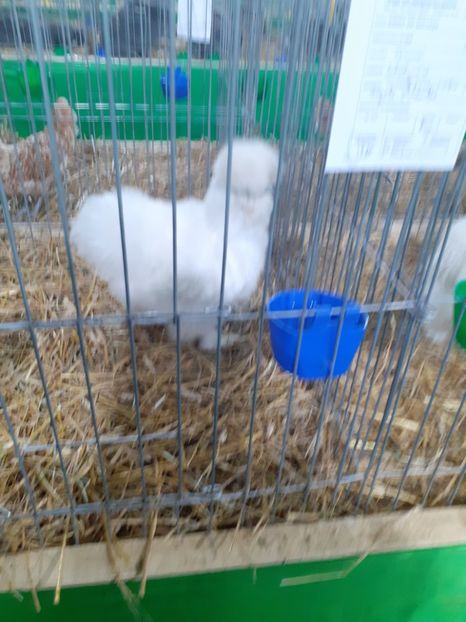  - 09 EXPOZITIA JUDETEANA GORJ 2020 -editia 5
