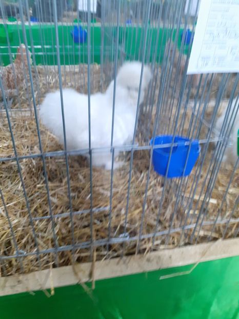  - 09 EXPOZITIA JUDETEANA GORJ 2020 -editia 5