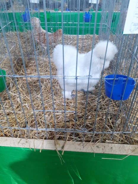  - 09 EXPOZITIA JUDETEANA GORJ 2020 -editia 5