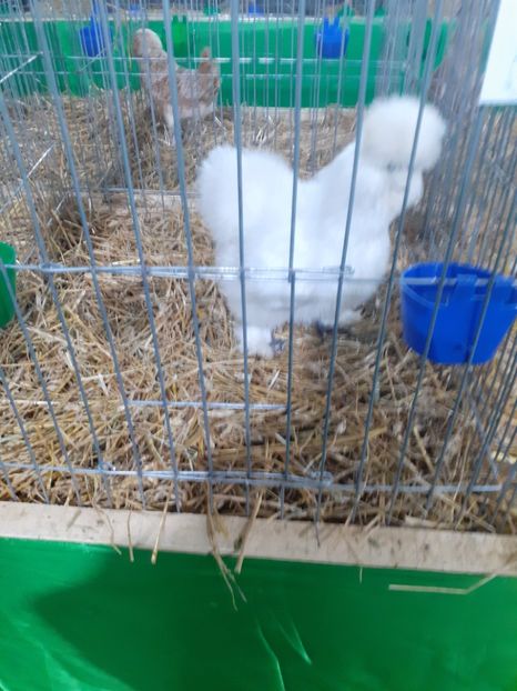 - 09 EXPOZITIA JUDETEANA GORJ 2020 -editia 5