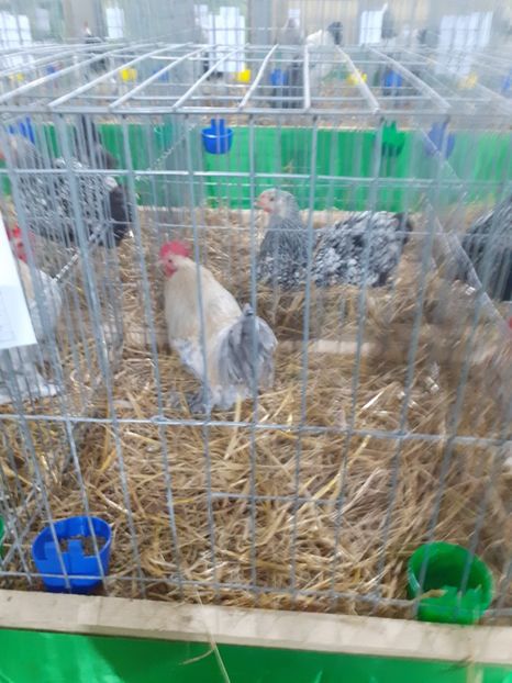  - 09 EXPOZITIA JUDETEANA GORJ 2020 -editia 5