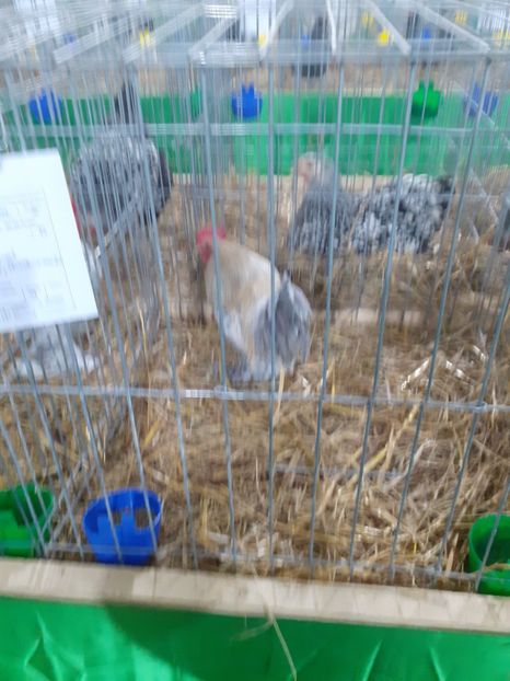  - 09 EXPOZITIA JUDETEANA GORJ 2020 -editia 5