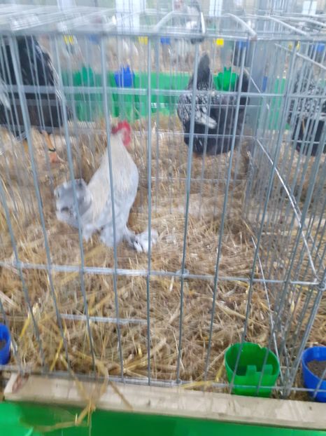  - 09 EXPOZITIA JUDETEANA GORJ 2020 -editia 5