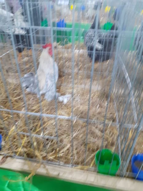  - 09 EXPOZITIA JUDETEANA GORJ 2020 -editia 5