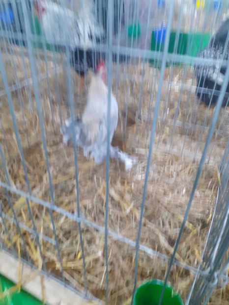  - 09 EXPOZITIA JUDETEANA GORJ 2020 -editia 5