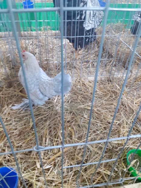  - 09 EXPOZITIA JUDETEANA GORJ 2020 -editia 5