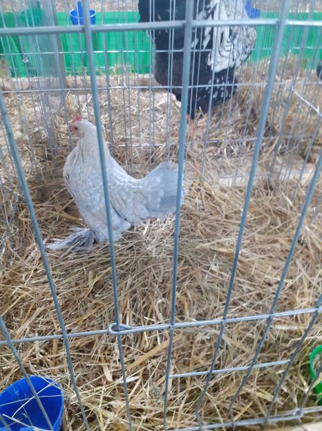  - 09 EXPOZITIA JUDETEANA GORJ 2020 -editia 5