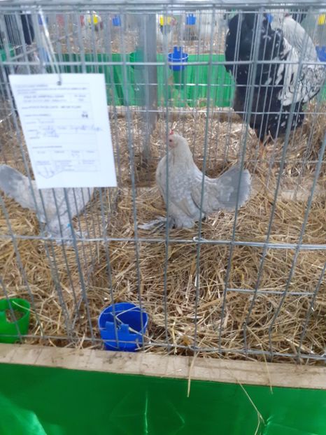  - 09 EXPOZITIA JUDETEANA GORJ 2020 -editia 5