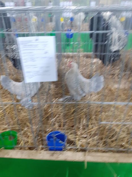  - 09 EXPOZITIA JUDETEANA GORJ 2020 -editia 5
