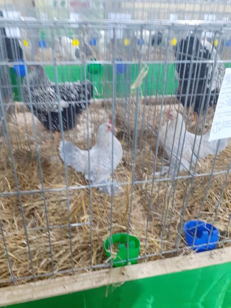  - 09 EXPOZITIA JUDETEANA GORJ 2020 -editia 5