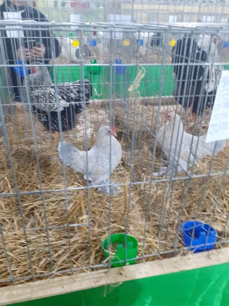  - 09 EXPOZITIA JUDETEANA GORJ 2020 -editia 5