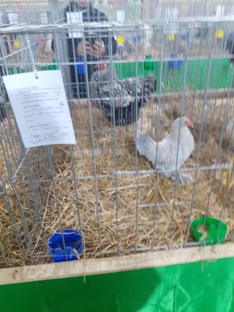 - 09 EXPOZITIA JUDETEANA GORJ 2020 -editia 5