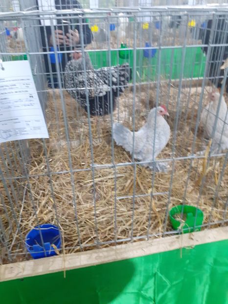  - 09 EXPOZITIA JUDETEANA GORJ 2020 -editia 5