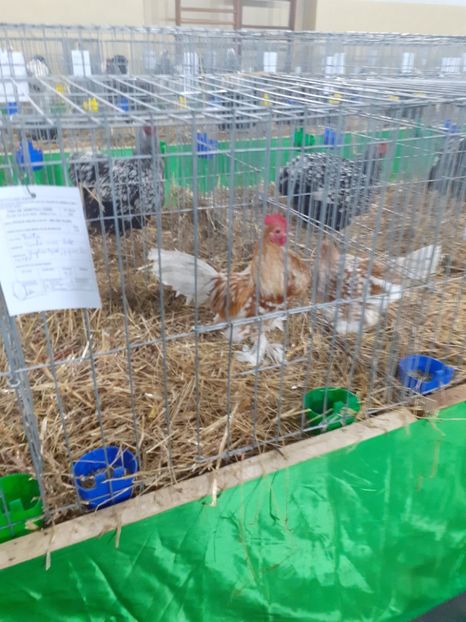  - 09 EXPOZITIA JUDETEANA GORJ 2020 -editia 5