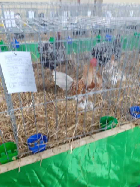  - 09 EXPOZITIA JUDETEANA GORJ 2020 -editia 5