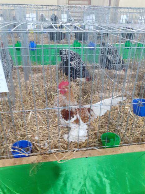  - 09 EXPOZITIA JUDETEANA GORJ 2020 -editia 5