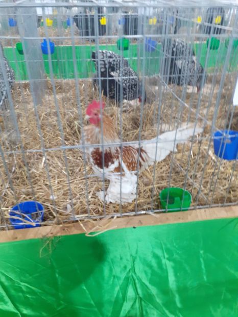  - 09 EXPOZITIA JUDETEANA GORJ 2020 -editia 5
