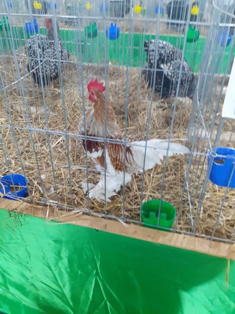  - 09 EXPOZITIA JUDETEANA GORJ 2020 -editia 5