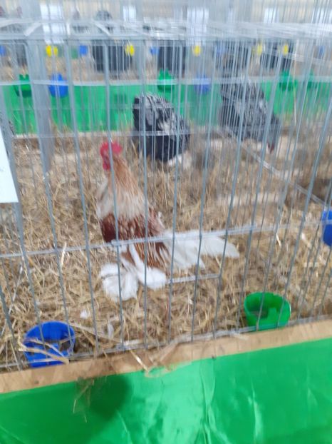  - 09 EXPOZITIA JUDETEANA GORJ 2020 -editia 5