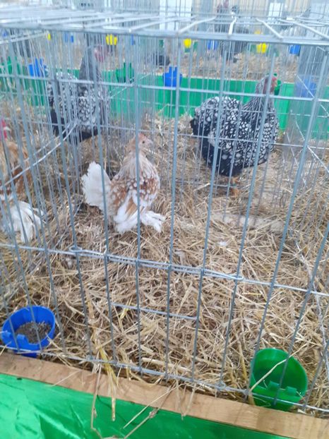  - 09 EXPOZITIA JUDETEANA GORJ 2020 -editia 5