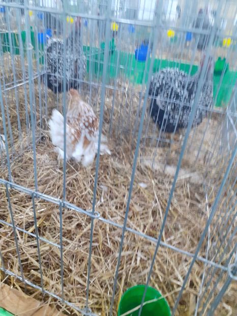  - 09 EXPOZITIA JUDETEANA GORJ 2020 -editia 5