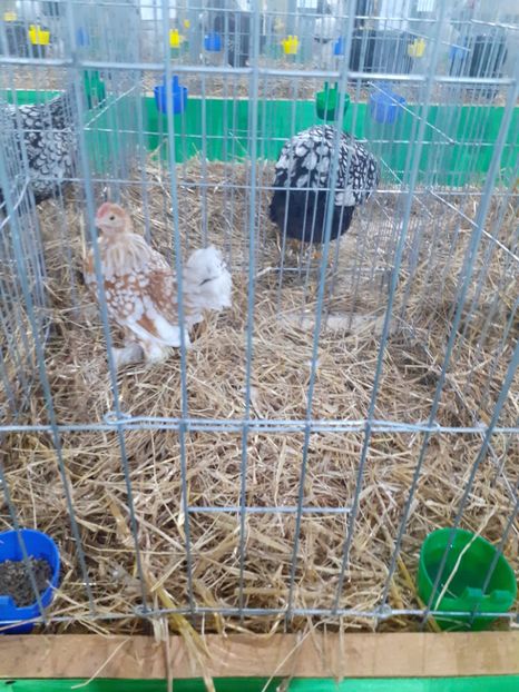  - 09 EXPOZITIA JUDETEANA GORJ 2020 -editia 5