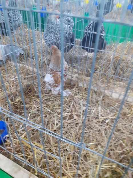  - 09 EXPOZITIA JUDETEANA GORJ 2020 -editia 5