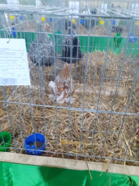  - 09 EXPOZITIA JUDETEANA GORJ 2020 -editia 5