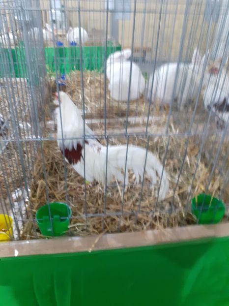  - 09 EXPOZITIA JUDETEANA GORJ 2020 -editia 5