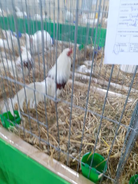  - 09 EXPOZITIA JUDETEANA GORJ 2020 -editia 5